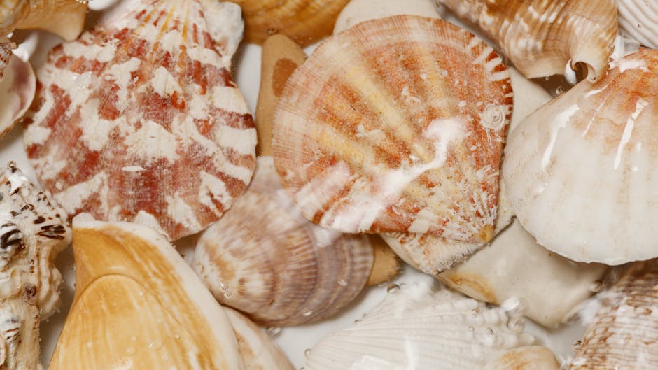 Close-up view of various seashells of different shapes and sizes, featuring textures that range from smooth to ridged and porous. The shells display a palette of natural colours, including shades of b